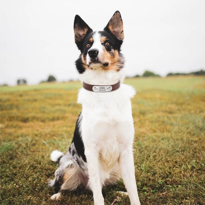 Custom Leather Collar for Dogs and Cats – Padded Comfort with Engraved Name & Phone Number